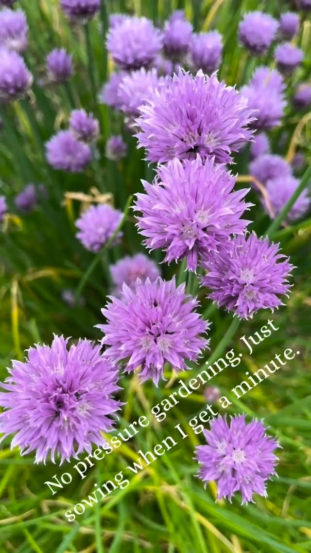 👩🏽🌾 No pressure gardening 🌱
This year I’m taking the pressure off.
No strict sowing schedule.
No perfectly timed trays.
Just seeds in the soil as and when I can.
Today it’s parsley, mint, cumin, chives, dill and coriander, little pockets of flavour that will fill the beds (and the kitchen).
Last year I loved gifting some herb seedlings to friends, tiny homegrown bundles that felt far more special than anything shop bought. I’m hoping to do the same again this season
There’s something about sowing herbs that feels hopeful. There’s nothing more in demand in my kitchen.
Are you sowing in batches or all at once this year?
#thegranarygarden #seedsowing #herbgarden #kitchengarden #growyourown