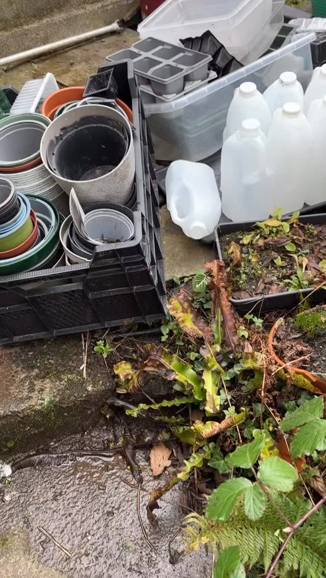 It always looks worse before it looks better!
Time to clean the greenhouse and get ready for the 2026 growing season!
I’m excited to get some seeds down and I have a real need to have my hands in the soil and to be outside actively planning my fruit and veg haul this year!
If I can get the greenhouse and polytunnel ready, I can then tackle the Grow Bank Allotment area, if the weather is kind this weekend. That would be a big tick off my epic ‘to do’ list 🤣