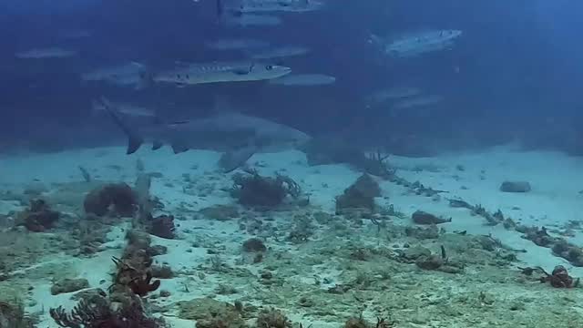 Another great day #scuba #diving with @pura_vida_divers. Several #bullshark sightings on both #dives. All were #female #sharks. These dives start percolating ideas for future #research projects. Thanks so much for the invitation to join. Really looking forward to #diving again next weekend. #marinebiology #scuba_diving