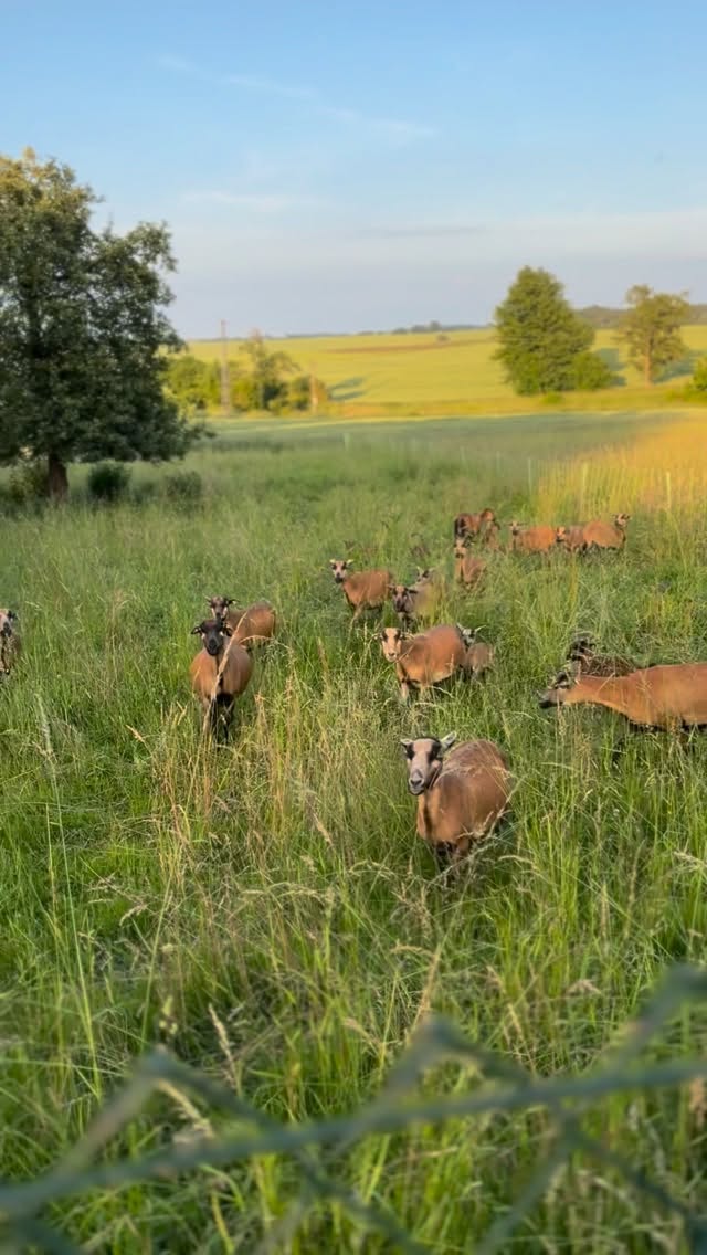 Hat jemand einen schönen Kamerunschafbock zu verkaufen oder kennt ihr jemanden der jemanden kennt? 😉