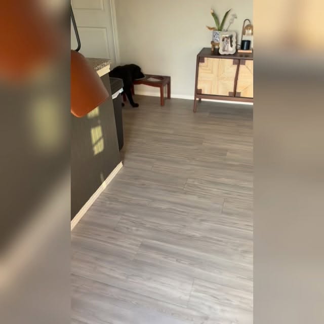 Proof that the collar isn’t the magic, the conditioning is.
In this clip, there’s no e-collar on Odin.
I gave a verbal correction only, and he responded immediately.
Why? Because when we train with an e-collar, the goal isn’t lifelong dependence on pressure. The goal is pairing low-level stimulation with a clear verbal cue consistently enough that the verbal alone creates a biological response.
Pressure + clarity + repetition = conditioned response.
Over time, Odin learns that the word itself carries meaning. The nervous system recognizes it. That’s when you start seeing compliance without needing the tool present.
Context matters here too.. I’m interrupting him during water because he struggles with overconsumption and will literally make himself sick if allowed to self-regulate. This isn’t withholding water. It’s structured access for his safety.
Training isn’t about control.
It’s about communication, consistency, and building responses that hold up. This applies when the equipment comes off as well.