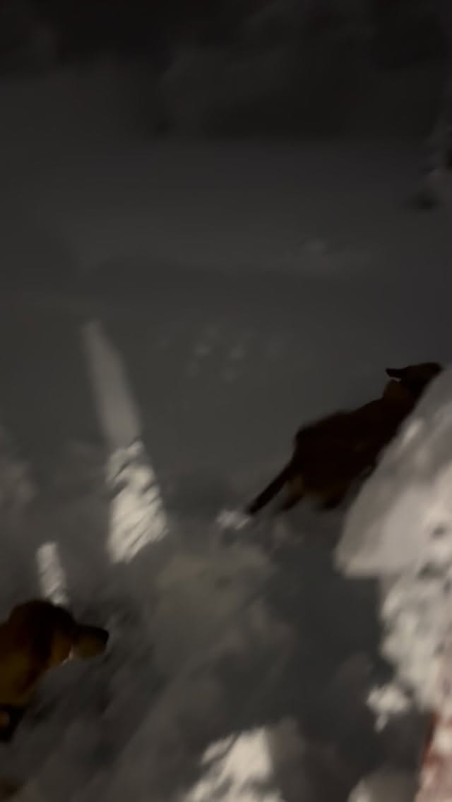 Bout sums up our snow day, do it all for the fam and animals 🤍