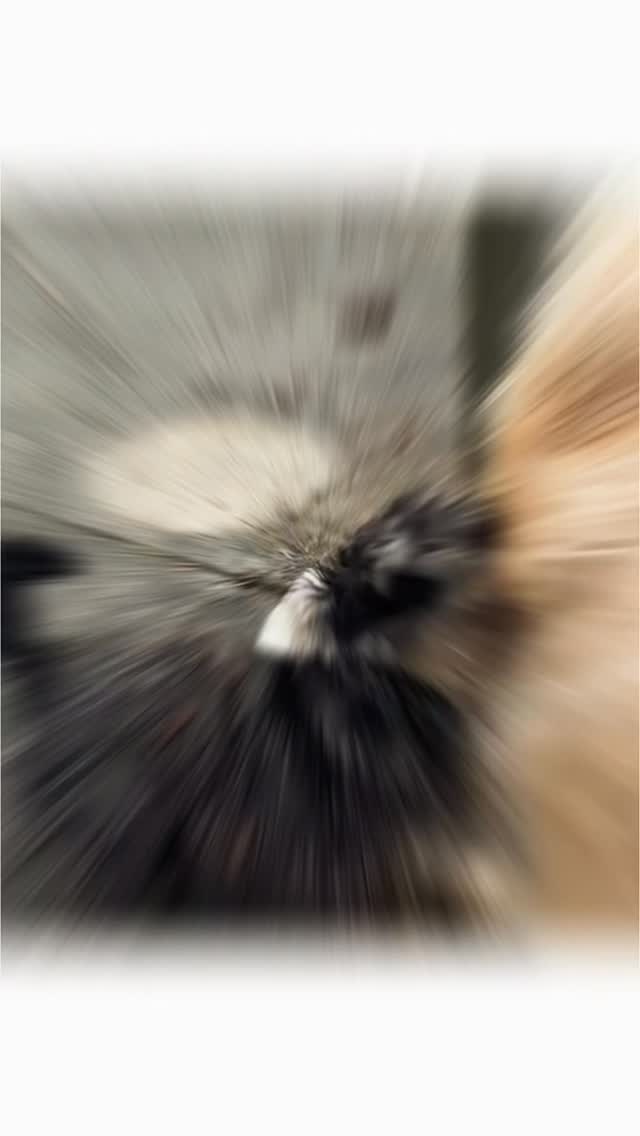 Samy Happy Dog ❤️ #mel4animal #worldsamys #tierliebe #tierberatung #happydog