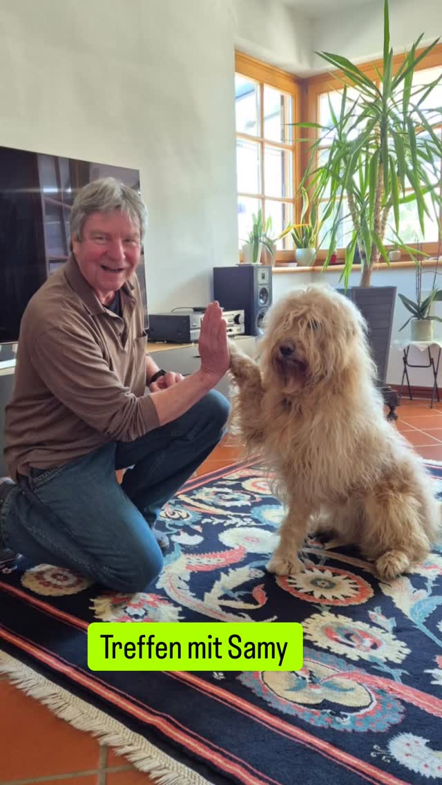 Du hast Angst vor Hunden? Samy kann dir helfen ❤️ #mel4animal #worldsamys #tierberatung #happydog #angstvorhunden