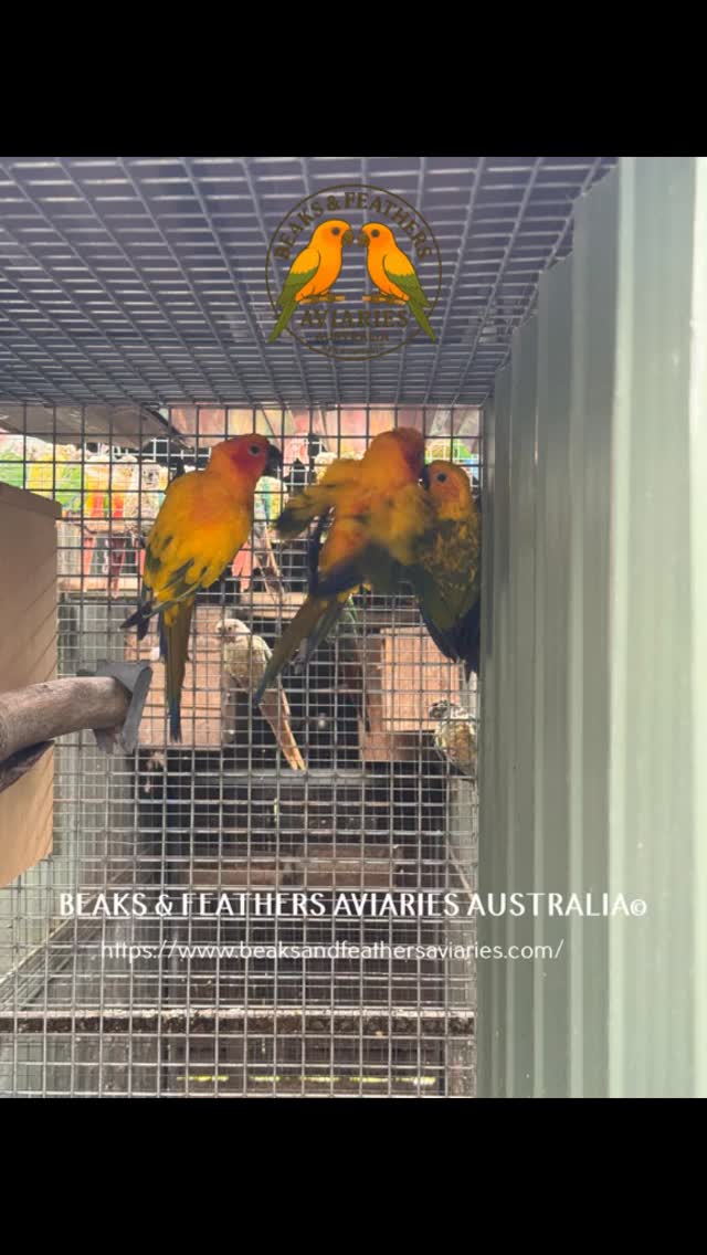 A baby parent-raised Pied Sun Conure made its first appearance from the box yesterday. I am not so sure it was allowed to, but it did, and anyway, I did gett a bit of a talking to by Mum & Dad when I put it back in the box last night, Naughty kids lol
https://www.beaksandfeathersaviaries.com/
#piedsunconure
#recessivepiedsunconures
#yellowsunconure
#sunconure
#sunconurelove