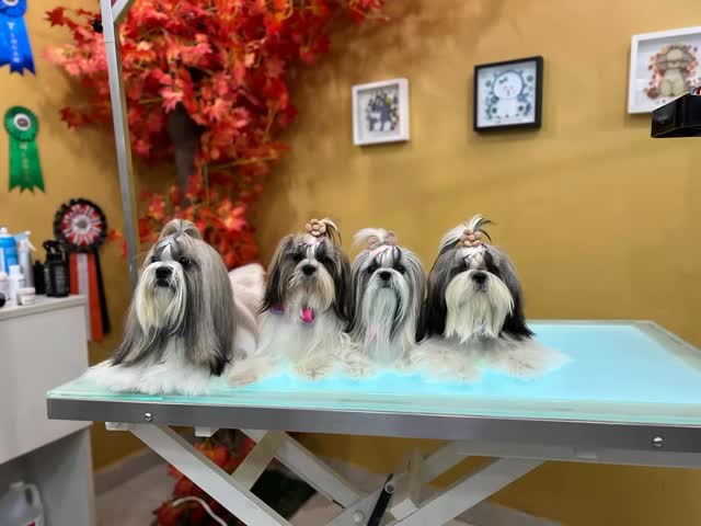 Cuando la genética ayuda…
y el grooming profesional perfecciona. ✂️✨
Papá marcó el camino,
los hijos mantienen el legado.
Estás belleza nos visitaron y quedaron hermosos y guapos 🔥🤩