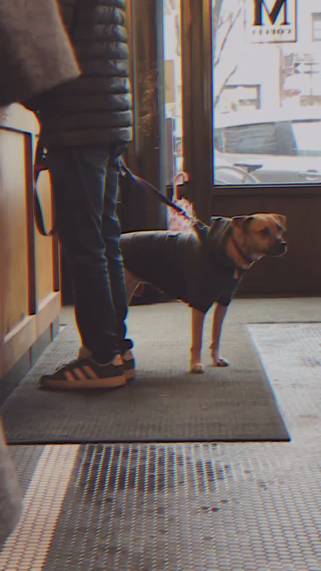 Little New Yorkers on a coffee break
#groomingathome #groomingnyc #coffeedog