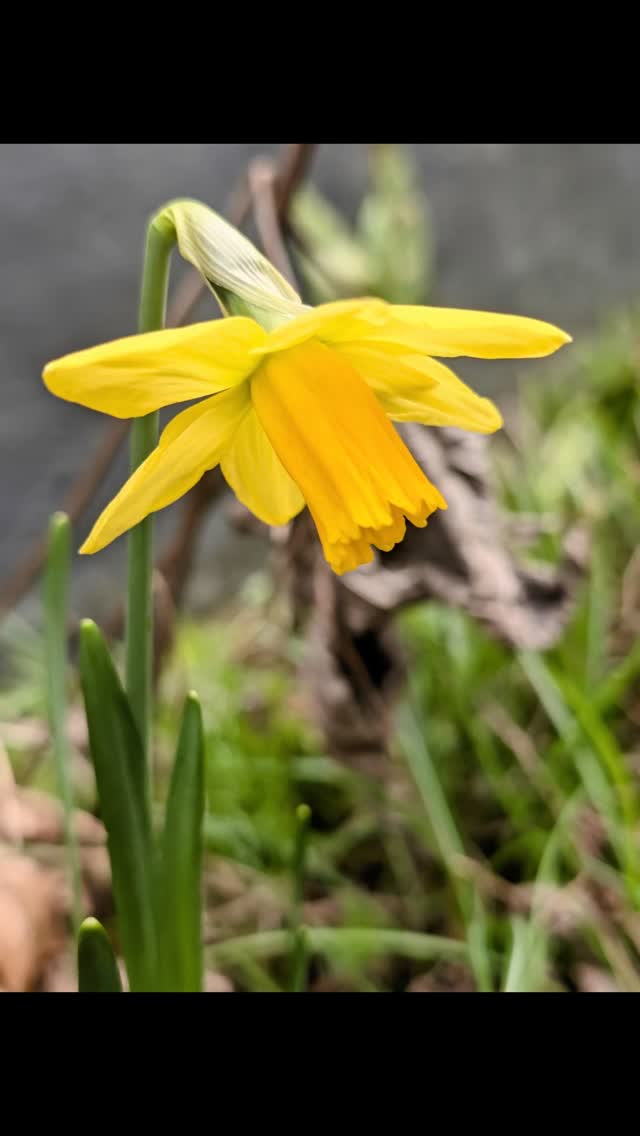 Spring country garden flowers ... 🌿
-
-
#Daffodil #Crocus #ChristmasRose #Hellebore