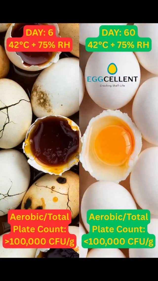Protect your eggs from bacteria naturally.
Lab tested, vegan, natural solution to increasing the shelf life of an egg to 45+ days.
Eggshelflife.com