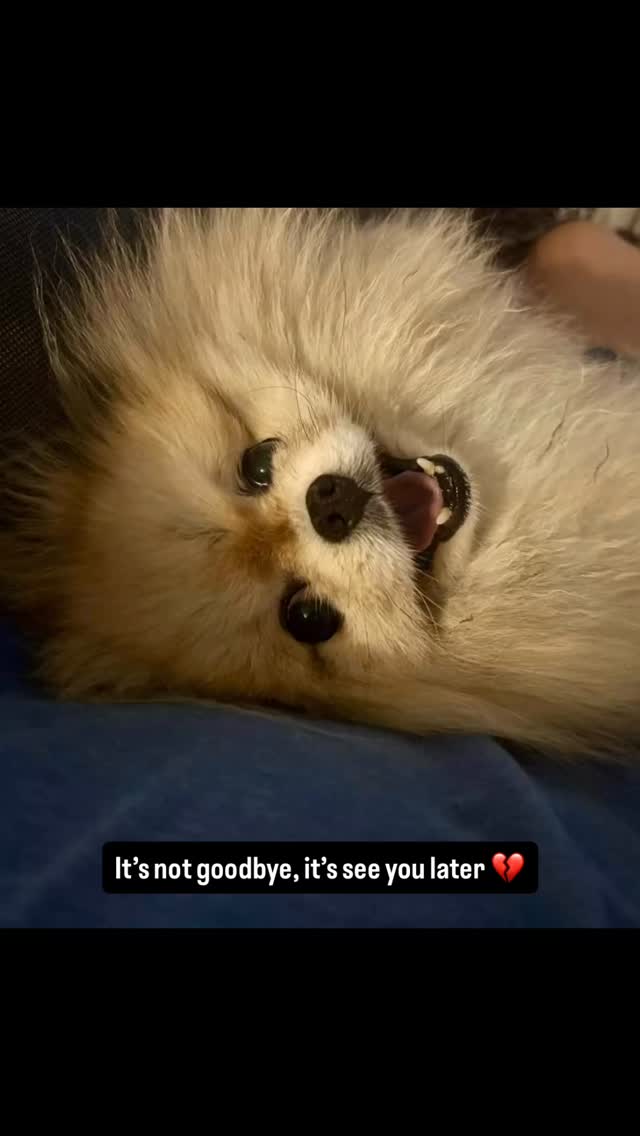 We lost our darling boy Dax, my heart and soul on 26 February 2026. With heartfelt thanks to my customers, suppliers and market organisers I appreciate your kindness and understanding while we pick up the pieces of our hearts. It’s not a goodbye, it’s see you later my good boy 💔