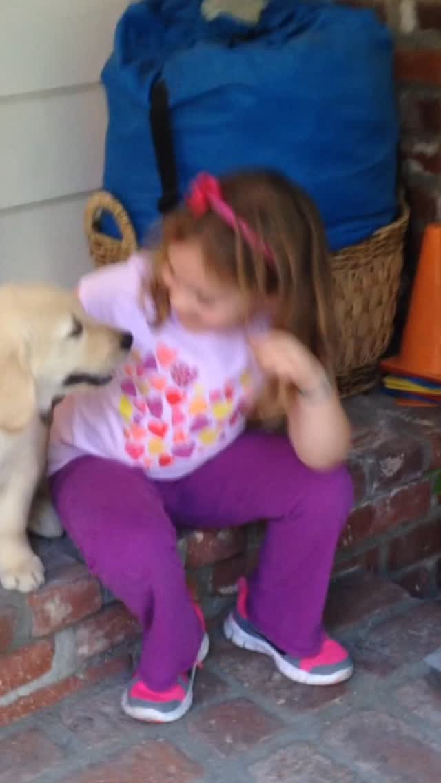 When our dearest friend found out Joey was sick she said, “We all have our dogs and we all think our dogs are the best - and they are. But there’s something very special about Joey.” And she’s right. There is something very special about Joey.
Maybe it’s the fact that both of his parents were therapy dogs and he has always had the most gentle disposition. Or maybe it’s the chapter of our lives that he’s been with us for. Or more likely it’s both - that he has been the perfect dog for me, for my kids, and for my parents during this chapter of our lives.
But the one thing that I know for sure is that even though I’ve been through this 4 times before Joey, and even though Harley and Cody also make our lives whole, Joey is going to break me. There is something very special about Joey. 💔
🐾🐾🐾
Harley is a golden retriever allergen alert service dog trained to detect peanuts for her peanut allergic human. Harley is also known as Detective Harley, F.A.D.D. Food Allergy Detection Dog®️. Cody is her little brother and is training to be just like her. Joey is our Treat Distribution Supervisor. We help food allergy families navigate snacks, restaurants, and food allergy life, one whiff at a time.
🐾 This account is for information only. You should be certain to conduct your own research to ensure your safety from your allergens.
🐾 We encourage sharing our content to help educate and spread food allergy awareness.
#foodallergies #servicedog #goldenretriever