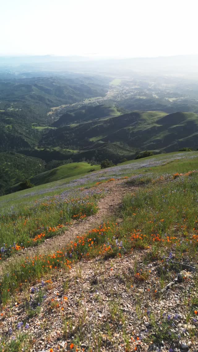 This season, @castateparks predicts a “moderate-to-strong” wildflower bloom 🌸🌼 across Southern California… 🌴
It’s 3-4 weeks early too because we had a wet January 🌧️ and a warm February ☀️