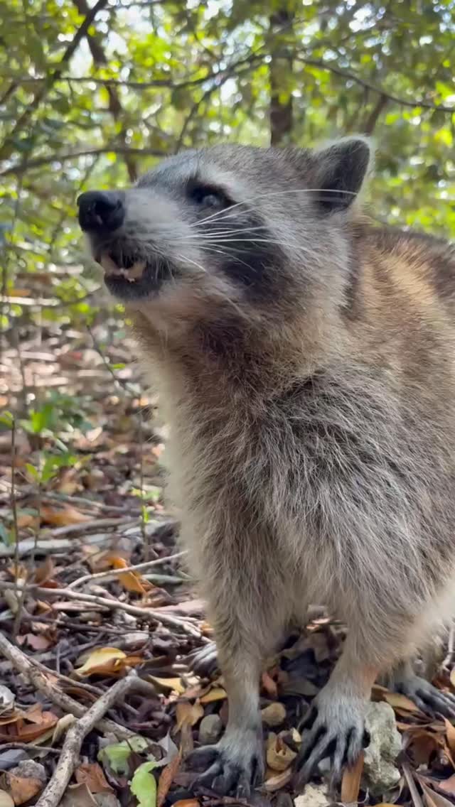 Raccoon Island in Miami, one of the many fun things I planned for a client on a Miami Beach getaway.
#raccoonisland #raccoon #Miami #miamibeach #miamiflorida