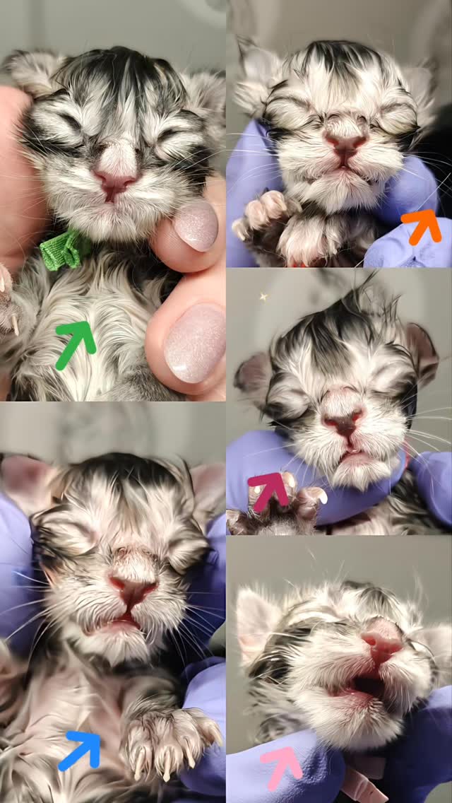 Let me introduce you to S litter! Drop the names starting with S in the comments below.
#mainecoon #sapphirecoons #mainecooncattery #kittenoftheday #mainecoonkitten