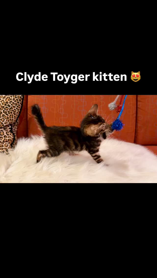 Clyde the Toyger kitten is available 😻 he is absolutely stunning with amazing strips ❤️ he will make an amazing companion. #toyger #kitten #fyp #cats #casacruzranch