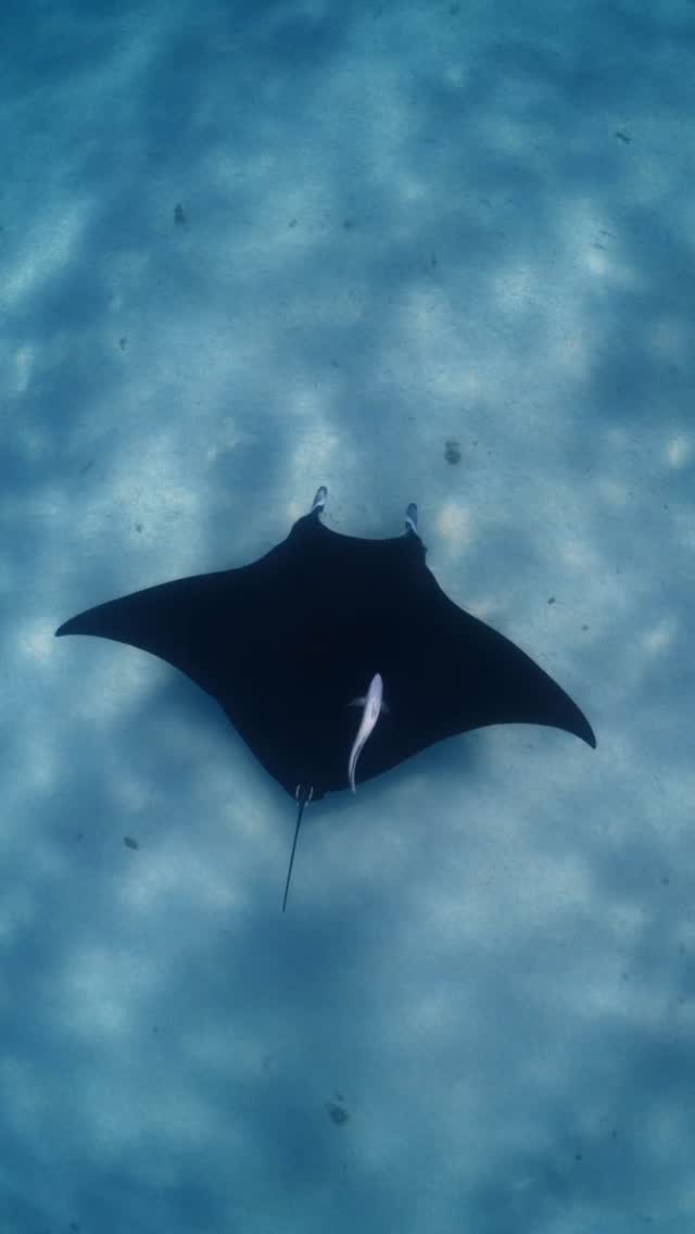 This is a classic reef pairing
A manta ray and his remora companion, a relationship built on convenience rather than conflict, where one gains protection and scraps while the other carries on undisturbed. 🪸🩵
@ollieclarkephoto
#swimwithmantarays #ningalooreef #coralbay #visitningaloo