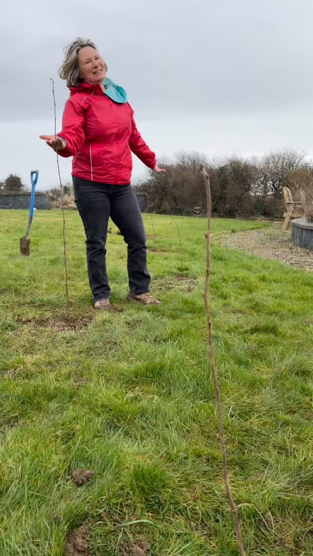 19 Native Trees - grown by @hometreecharity and planted with love today in our garden in Liscannor!! Very exciting 💚 #rewilding #ecotherapy
