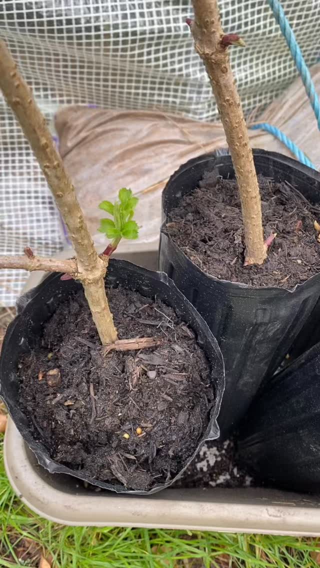 I had to reluctantly trim back an elder bush in the garden.
British folklore considers it very bad luck to cut down or burn an elder tree without permission, as it is believed to hold a protective spirit called the elder mother or Hyldemoer. Cutting it is thought to cause her wrath, resulting in misfortune, illness or even death.
So I asked permission before I did this and promised to root and regrow the cuttings to spread around the land… and here are some of those cuttings.
Is anyone else superstitious? Do you have any interesting facts or folklore about the elder tree?
#eldertree #elder #folklore #regrowth