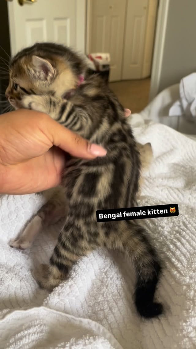 Her face is so cute 😻 we have bengal kittens available message us for more information ❤️ #bengal #kitten #cat #fyp #casacruzranch