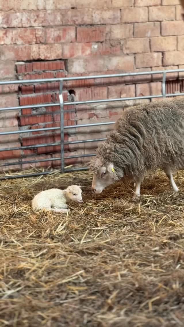 Das zweite Lamm ist geboren, bald gibt es Spielkameraden 😀