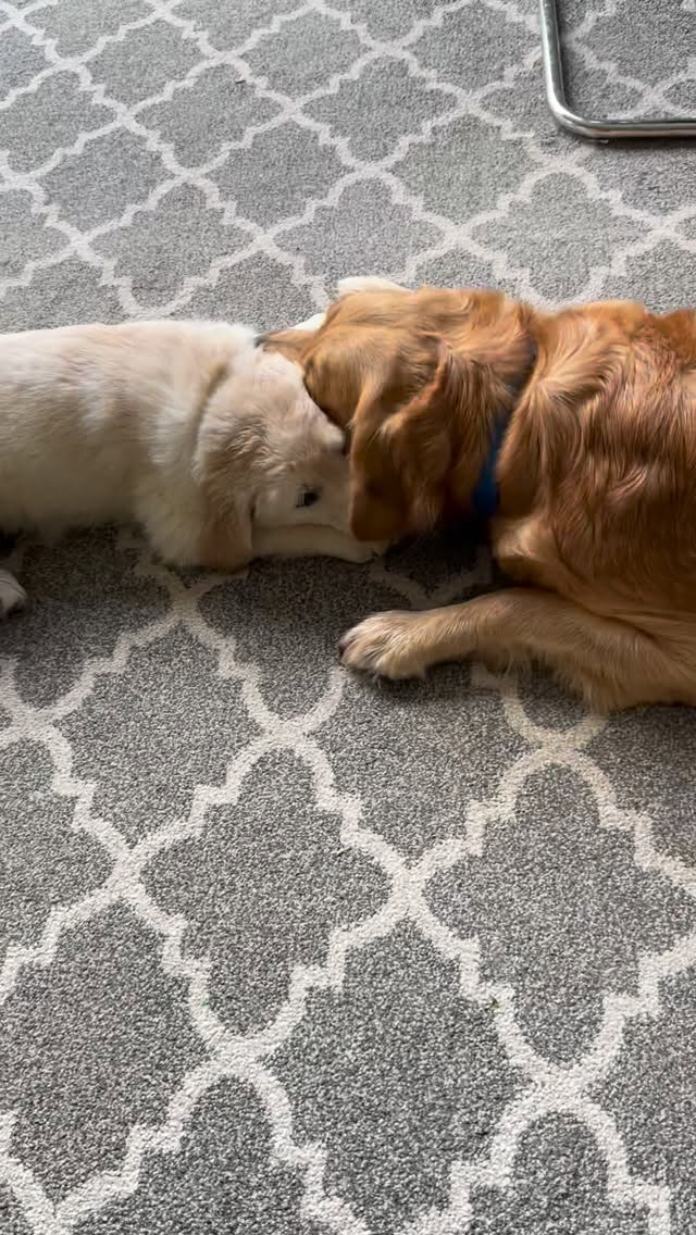 Playtime with mom💚
#goldenretriever #goldenretrieverpuppy #puppies #golden #puppy