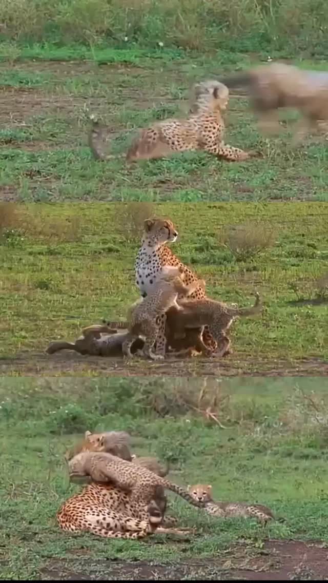 Cheetah moments in the wild — a mother teaching her cubs the skills they need to survive. 🐆
Play today, hunters tomorrow.
📩 Plan your Tanzania safari with GNade Safaris
📧 Email: info@gnadesafaris.com
📲 WhatsApp: +255 793 832 959
🌍 Website: www.gnadesafaris.com�
#GNadeSafaris #CheetahCubs #TanzaniaSafari #WildlifeMoments #SafariLife VisitTanzania