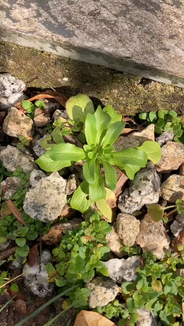 Combining work and deliciousness - basically satisfaction on all levels!
Super simple Caesar salad with lamb’s lettuce, aka Rapunzel (Valerianella locusta) and navelwort (Umbilicus rupestris). A little light drizzle of Caesar dressing, ramson croutons, and a sprinkle of Parmesan and three cornered leek flowers.
You can’t beat a spring salad, especially when the sun is out!
#forage #wildfood #cornwall #plants #eatyourgreens