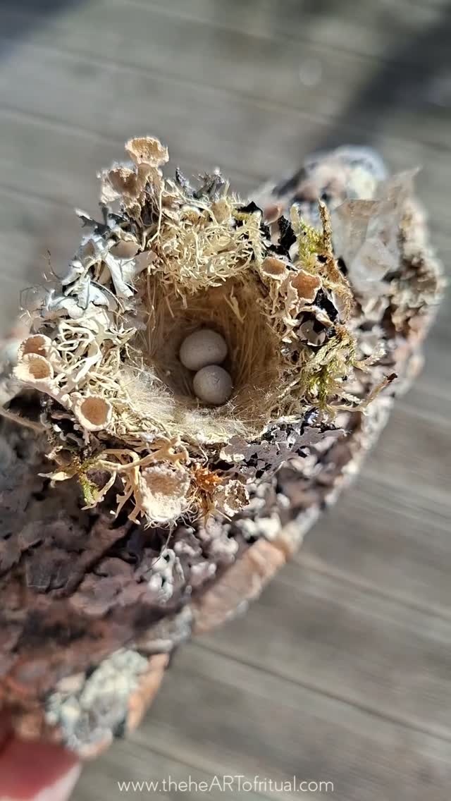 A small nest rests upon stone, scarcely larger than an inch across, holding two eggs no more than 6 mm in length. Moss, windfallen lichen, and thin strands of abandoned spider silk gather into form, each movement asking for patience beyond ordinary scale. Worked with a small twig in place of a beak, the structure follows not only the proportions of the Bee Hummingbird — the smallest bird species known — but also its weaving methods and materials, learned through observation and adapted with what was available here. I chose this bird because Jeremie always moved through the world like a hummingbird — vivid, restless, intensely alive. Beautiful. Ephemeral.
The materials carry their own stories. A tiny clear quartz cluster comes from the Beara, my home. The stone beneath the nest was gathered along the rose granite coast of Brittany, where Jeremie was from — a place I stop at each year while travelling between Ireland and the Alps to leave small offerings for loved ones who have passed. Windfallen lichen was fixed gently with bone glue before the nest was set in place, allowing these places and journeys to meet within a single ground.
The eggs are formed from selenite Jeremie and I gathered together in Spain. There are two: one for Jeremie, and one for those who love him, held together within the same fragile space of grief.
News of his death reached me days after it happened, leaving no way to stand where farewell was taking place. In the weeks that followed, my hands turned toward making as a way to steady myself and give prayer somewhere to live. The nest became an altar — a place where immense love and immense grief could exist together.
For a year it has remained here, held between making and return. When I go back to the island where Jeremie lived, it will be left among the places we once shared, given back to weather, wind and time, with a view of the sunset he loved.
This tiny nest holds the work of standing witness across distance. It honours Jeremie and those who love him, held together within remembrance — a reminder that sacred spaces can be made wherever care, memory and attention gather.
❤️🐾🌱