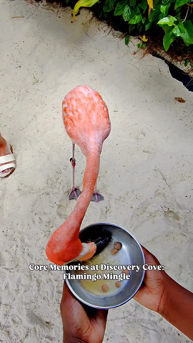 POV: You just made 20 new pink besties right at @discoverycove
Getting THIS close to flamingos at Discovery Cove was unreal.
This was the Flamingo Mingle experience and it was honestly one of the coolest things we’ve done together. You get to meet, feed, and hang out with the flamingos while the animal experts share fun facts about them.
If you’re planning a visit:
✨ Ages 6+ can participate
✨ Kids 6–12 need a participating adult
✨ Small groups + about 30 minutes with the flamingos
✨ It’s an add-on experience and must be booked in advance
If you ever visit Orlando… this is your sign to go flamingle at Discovery Cove.
Would your kids do this?!
Discovery Cove| Visit Orlando | Orlando Vacation
#DiscoveryCove #orlandofamily #VisitOrlando #TravelWithKids #OrlandoVacation