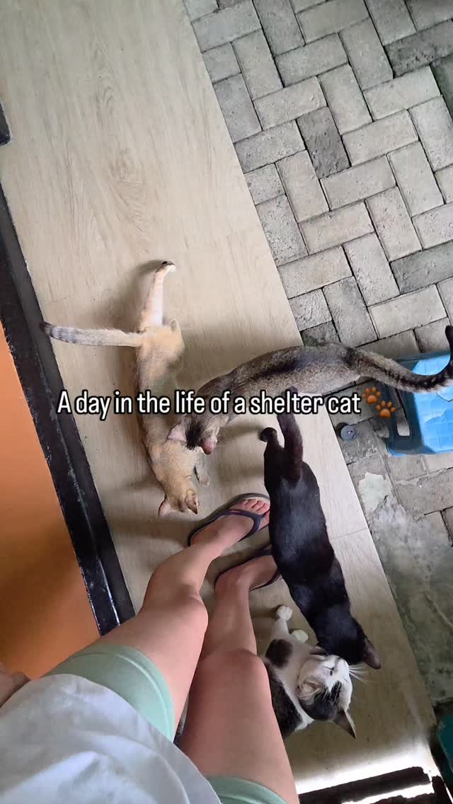 A day in the life of a shelter cat 🐾
Eat. Play. Sleep. Repeat.
Our cats spend their days waiting for love, cuddles and a forever home.
If you can’t adopt, sharing this video helps more than you think ❤️
Click link in bio for more information.
#sheltercat #adoptdontshop #rescuecat #srilankaanimals #catsoftheworld