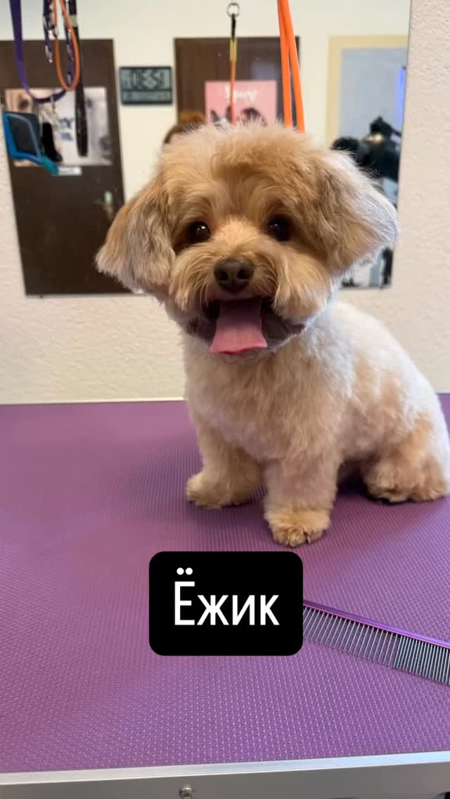 #grooming #grooming_luzern #hundesalonluzern #bolonka #schweiz