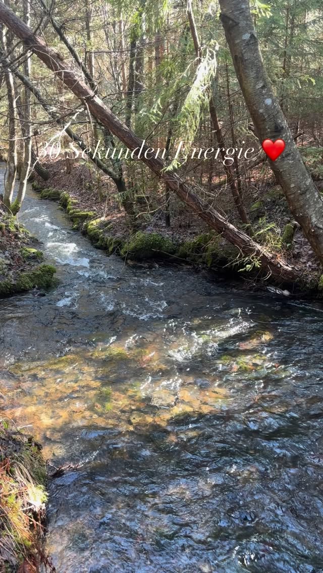 Energie tanken in 30 Sekunden ❤️ #mel4animal #veldenamwörthersee #energy #waldbaden #dogwalk