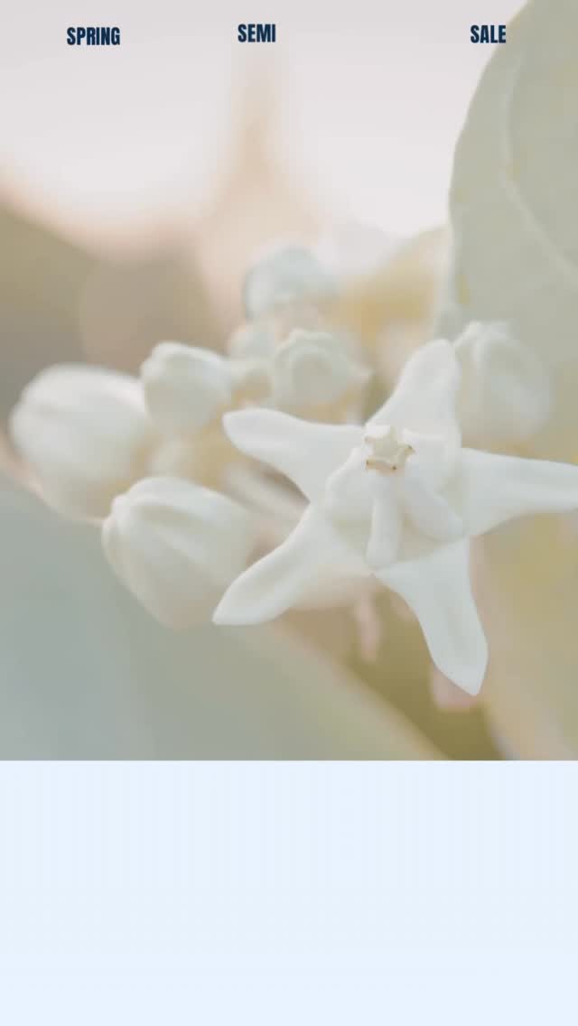 🌸 Spring Semi-Annual Sample Sale 🌸
Get all the details of our first ever 3 DAY SALE 🛍️ happening March 13th - 15th!
www.bluesparrowbridal.com
#bluesparrowbridal #2026bride #2026wedding #bridalsale #bridalgown