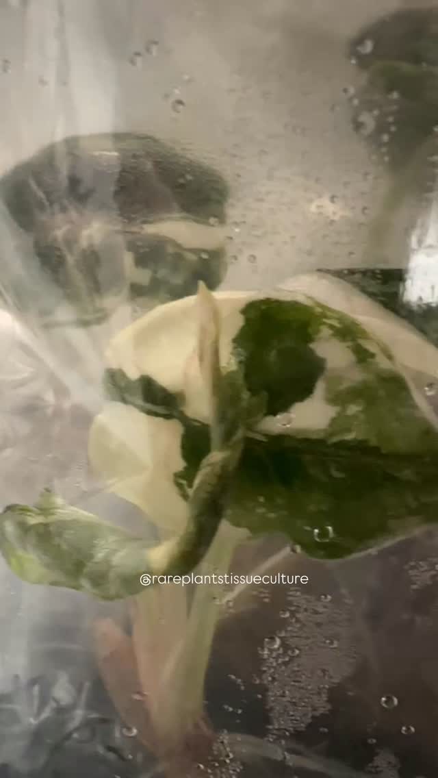 Current lot of Azlanii albo pink sold out 🥰 Thank you!
#alocasiaazlaniialbopinkvariegated #rarealocasia #rareplantstissueculture