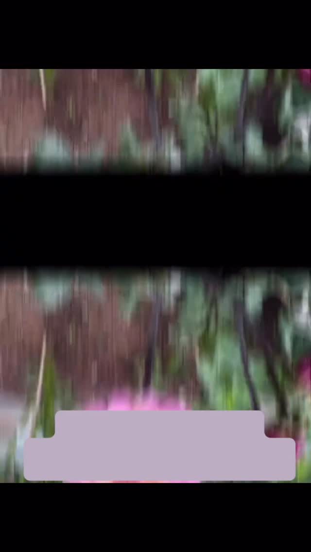 The dahlia tuber page will be temporarily unavailable tomorrow morning while I load in the final inventory. Take a look tonight at the 81 varieties you can add to your garden or flower field! 🌸🫶🏼
Tap in my profile to view pupsnblooms.com