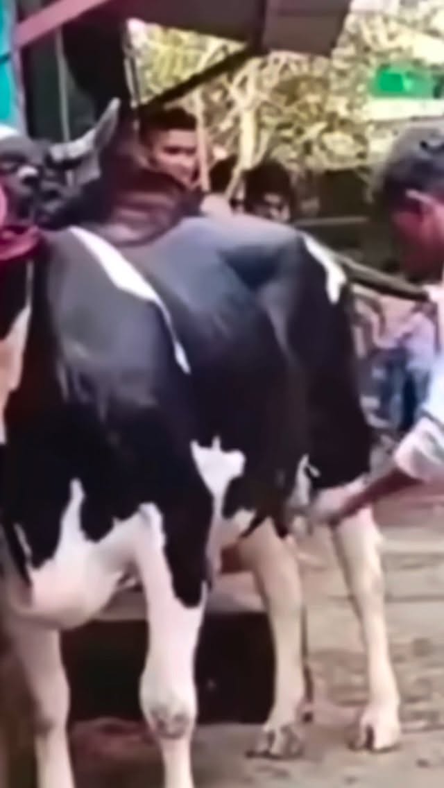 Best Chole Bhature @eato.ca @toronto
#toronto #viral #cholebhature #bestcholebhature #scarborough