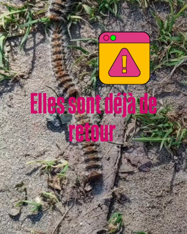 🐛⚠️ Chenilles processionnaires : la saison a commencé
Elles sont déjà de retour…
Avec des hivers plus doux 🌡️ et des températures qui remontent plus tôt chaque année, les chenilles processionnaires apparaissent désormais dès la fin de l’hiver.
Ce qui était autrefois un risque ponctuel devient aujourd’hui une période de vigilance qui s’étend sur plusieurs mois 📆.
Rester attentif n’est plus une option. C’est indispensable.
🚨 Un danger immédiat pour nos chiens 🐶
Leurs poils microscopiques sont extrêmement urticants et toxiques.
Un simple contact ou léchage peut provoquer :
• 👅 Gonflement brutal de la langue
• 💦 Hypersalivation
• 🤢 Vomissements
• ⚡ Lésions graves (jusqu’à la nécrose)
• 😮💨 Détresse respiratoire
⏱ Les symptômes peuvent apparaître en quelques minutes seulement.
On les retrouve au pied des pins et des chênes 🌲, en forêt, mais aussi dans certains parcs urbains 🌳.
👉 En cas de contact :
🚿 Rincez abondamment à l’eau claire (sans frotter)
📞 Contactez immédiatement votre vétérinaire
🚑 En cas d’urgence vitale, appelez le 058 122 22 22 (urgences sanitaires – Suisse)
💛 Anticiper, c’est protéger
#chenillesprocessionaires #dangerchien #santechien