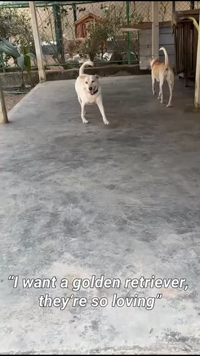 I want a Golden Retriever. Theyâre so loving.â
Meanwhile somewhereâŚ
a street dog is still waiting
for someone to choose him.
He doesnât have papers.
He doesnât have a perfect breed.
But he has a heart
that would love you
for the rest of his life.
And the only difference between themâŚ
is who gets chosen.
â¤ď¸đž
#AdoptDontShop #StreetDog #RescueDog #AdoptAStray #DogsOfInstagram DogRescue AdoptLove RescueIsMyFavoriteBreed StrayDog DogLove GiveThemAChance AnimalRescue DogReels ViralReels SaveADog đśđ