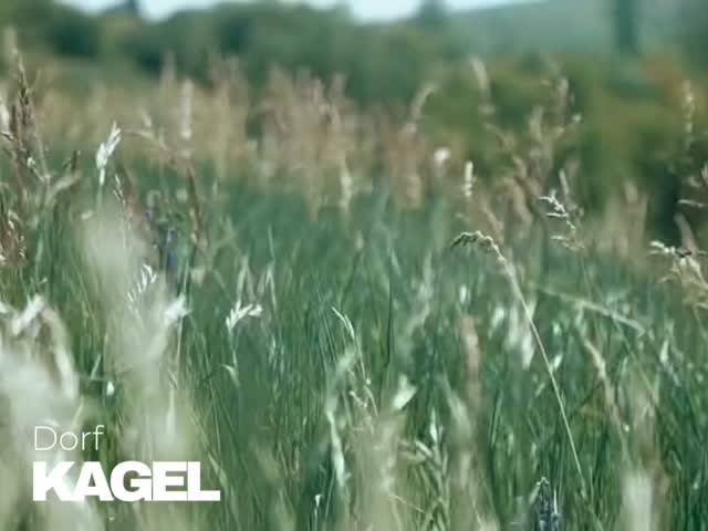 Heute ist ein bedeutender Tag, um innezuhalten und sich bewusst zu machen, wie schön und einzigartig die Natur ist, die uns umgibt – und wie achtsam wir mit diesem kostbaren Schatz umgehen sollten.
Wie klein und zugleich verletzlich der Mensch im Gefüge der Natur ist – und doch hat er in vergleichsweise kurzer Zeit tiefgreifende Veränderungen bewirkt, die das natürliche Gleichgewicht ins Wanken gebracht haben.
Heute ist der Tag des Artenschutzes.
Doch nicht nur heute, sondern an jedem einzelnen Tag im Jahr sollten wir uns fragen, wie wir mit unserer Natur umgehen – und welche Verantwortung wir für ihren Schutz tragen.
In Brandenburg stehen viele wild wachsende Pflanzen unter Naturschutz – vor allem Arten, die selten geworden sind oder nur in sehr speziellen Lebensräumen wachsen (z. B. Moore, Trockenrasen oder Feuchtwiesen).
Besonders geschützte Tiere unserer Umgebung sind zum Beispiel:�Fischotter, Fledermäuse, Seeadler, Hirschkäfer, Uhu, Schwalbenschwanz, Igel, Weißstorch, Rotkehlchen, Zauneidechse und Wildbienen.
Die Liste ist lang. Alle Wildtiere sind von besonderer Bedeutung und schützenswert.
Brut- und Setzzeit in Kagel – bitte Rücksicht nehmen 🌿
Von März bis Juli ziehen viele Wildtiere bei uns im Dorf und in der Umgebung ihre Jungen groß. Jetzt brauchen sie vor allem eines: Ruhe.
Auch wenn man die Tiere oft nicht sieht – sie sind da. Rehkitze liegen im hohen Gras, Vögel brüten in Hecken, Igel suchen geschützte Plätze.
Was kann jeder Einzelne zum Artenschutz beitragen?
�Manchmal sind es die kleinen Dinge, die Großes bewirken:
• Wildblumen pflanzen�• Insektenhotels aufstellen�• Laubhaufen liegen lassen�• Nistkästen aufhängen�• Weniger mähen�• Hecken von März bis Oktober nicht schneiden
Naturschutz beginnt vor der eigenen Haustür - Lasst uns gemeinsam Rücksicht nehmen, nicht nur heute.
Herzlichst, Euer Heimatverein Kagel 💛
#meinkagel #tagdesartenschutzes
Bild/Video-Nachweis
PIXABAY - Danke an
Federico Maderno
Jason Reid
Kaffeesüchtig
Johanna
PublicDomainImages
Nicky ❤️🌿🐞🌿❤️
marioosh
Gregor Mima
Calvin Cam
Ruslan Sikunov
Michael Markus