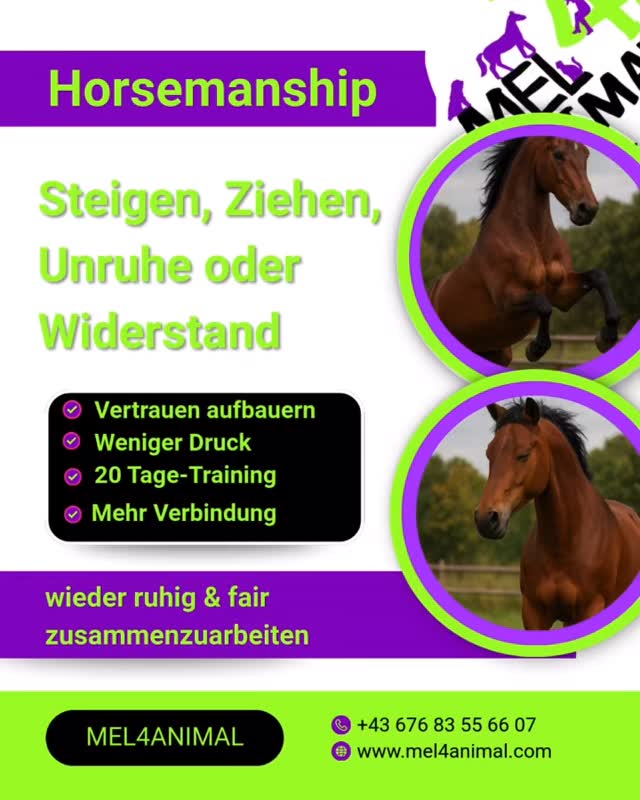 Horsemanship und werde zum Freund ❤️ mel4animal.com 20 Tages Training 🐎 #mel4animal #pferdewissen #hirsemanship #bringewiederfreudeindeinleben