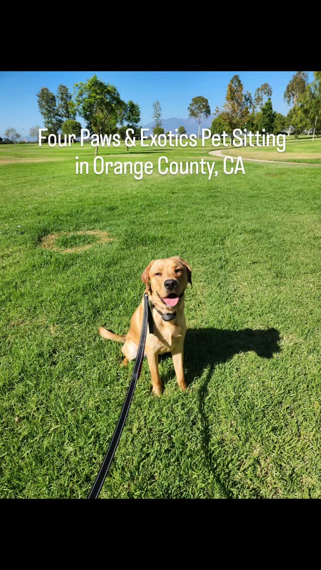 Meet Obi! Obi is a playful yellow Labrador who loves going on walks to explore new sights and smells. When Obi's owners have busy days, they book a 60-minute dog walk with me to give him the outdoor time he needs.
Looking for a dependable local dog walker? I offer 30-minute and 60-minute walks. Visit www.fourpawsandexotics.com for more details.
#orangecountydogwalker #lagunahills #ocdogwalker #orangecountypetsitter #petsitting