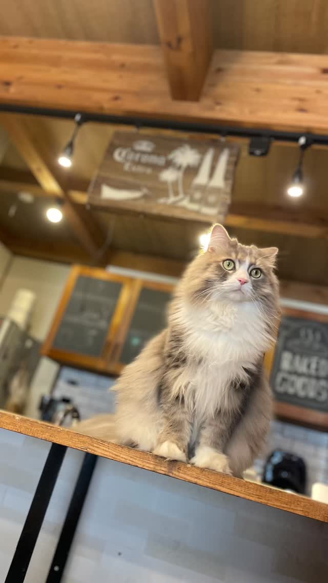 とってもオシャレなお家の猫さん😻お世話お伺いしました!カウンセリング時には隠れてたフィオ君🤣人懐っこいアロマ君 2人とも初日からフレンドリー💕オヤツタイム後はしっかり水分補給!遊ぶ姿も可愛い😍 なんとこのお宅には他にも素敵なペットさんが‼️ 次回ご紹介しまーす♪⭐️ 今回の動画後半に少しヒントが🤩
#名古屋市ペットシッター
#パパさんは一級建築士
#ねこすきさんと繋がりたい
#素敵なお家
#アニマルヘルパーなありん