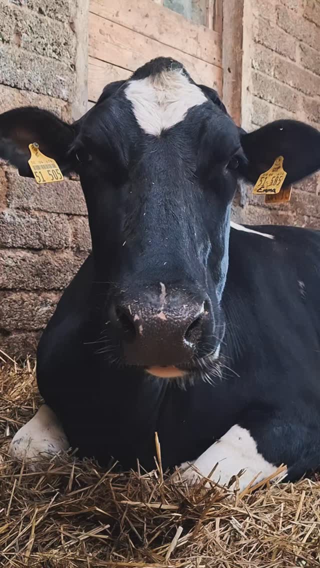 Emma 🤍🖤
.
.
#momentegenießen #emma #rinderliebe #PatenGesucht #kuhrettung