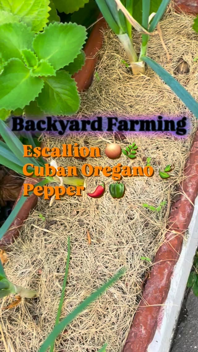 It may be small, but it HUGE help! 🪴❤️
•
#BackyardFarming