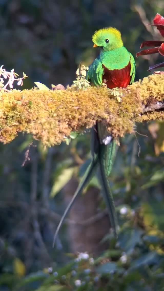 ¿Sabías que el color del Quetzal no es un pigmento, sino un efecto de la luz? 😮🦜
Gracias a la estructura de sus plumas, ocurre un fenómeno llamado iridiscencia: el ave cambia de tonalidades verdes a azules según cómo reciba el reflejo solar. Es, literalmente, una joya viviente en nuestras montañas. 💎🌿
Vení a verlo con tus propios ojos en Paraíso Quetzal Lodge.
📸 Video por @davo.wild
#CienciaNatural #Quetzal #BirdWatching #CostaRicaTravel #NatureLovers