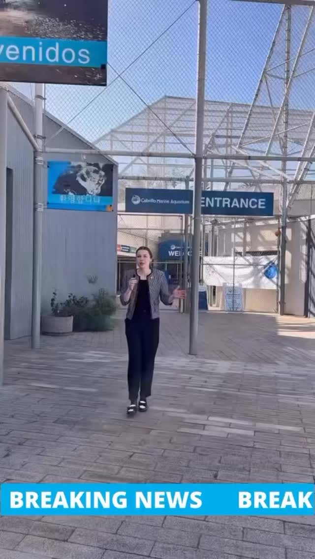 This Saturday, March 7, 2026:
L.A.vation at the Cabrillo Marine Aquarium in San Pedro, California.
See what sea life has to say about our performance there 🐟🐠🦀🐙🐬🐳😊
Get your tickets here:
https://grandvision.org/event/l-a-vation-the-music-of-u2/
-
#u2 #u2tribute #u2lavation #cabrilloaquarium #grandannex @grandannex @cabrilloaquarium