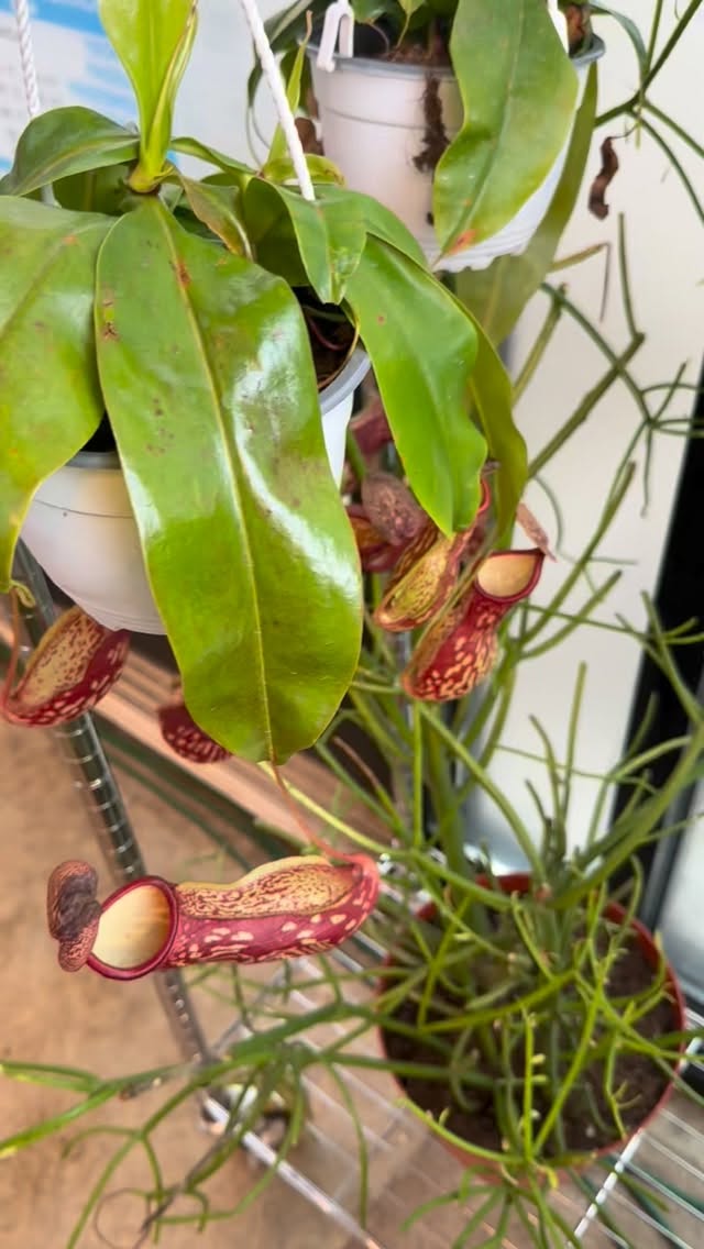 This carnivorous beauty will take care of all of your bugs! Meet the pitcher plant an eye catching carnivorous plant that loves to eat bugs. #booshnursery #plantlover #plantshop #indoorjungle #carnivorousplants