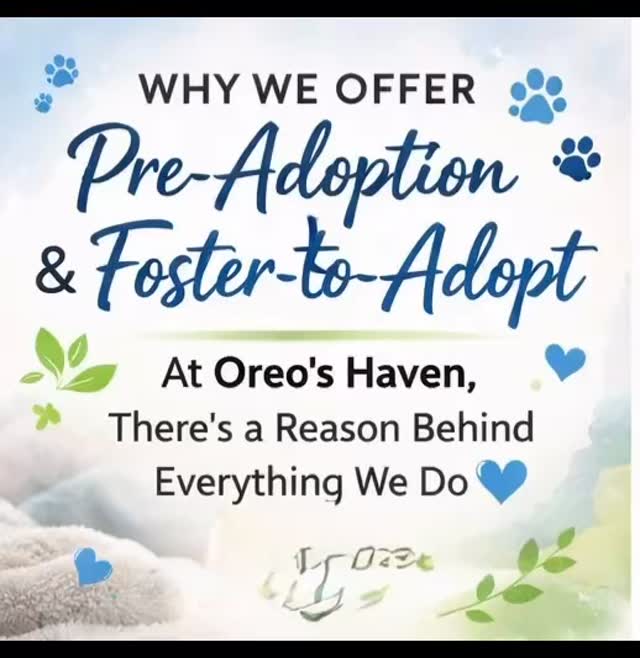 🐾 Why does Oreo’s Haven offer Pre-Adoption & Foster-to-Adopt?
Because early bonding matters.
Instead of kittens forming a 3–4 month attachment and then experiencing separation, they begin bonding with their forever family right away. 💙
Our foster-to-adopt families return for vaccines and spay/neuter, allowing us to:
• Monitor development
• Provide continued support
• Build lasting relationships
We’re not just placing cats.
We’re building families.
One purr at a time. 💙🐾
Learn more at:
www.OreosHaven.com