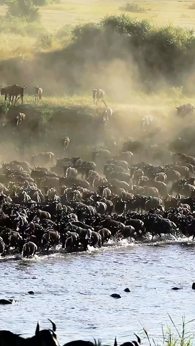 #maasindasafaritours #africanwildlife
#naturelover❤️ #tanzania
www.maasindasafaritours.com
Info@maasindasafaritours.com