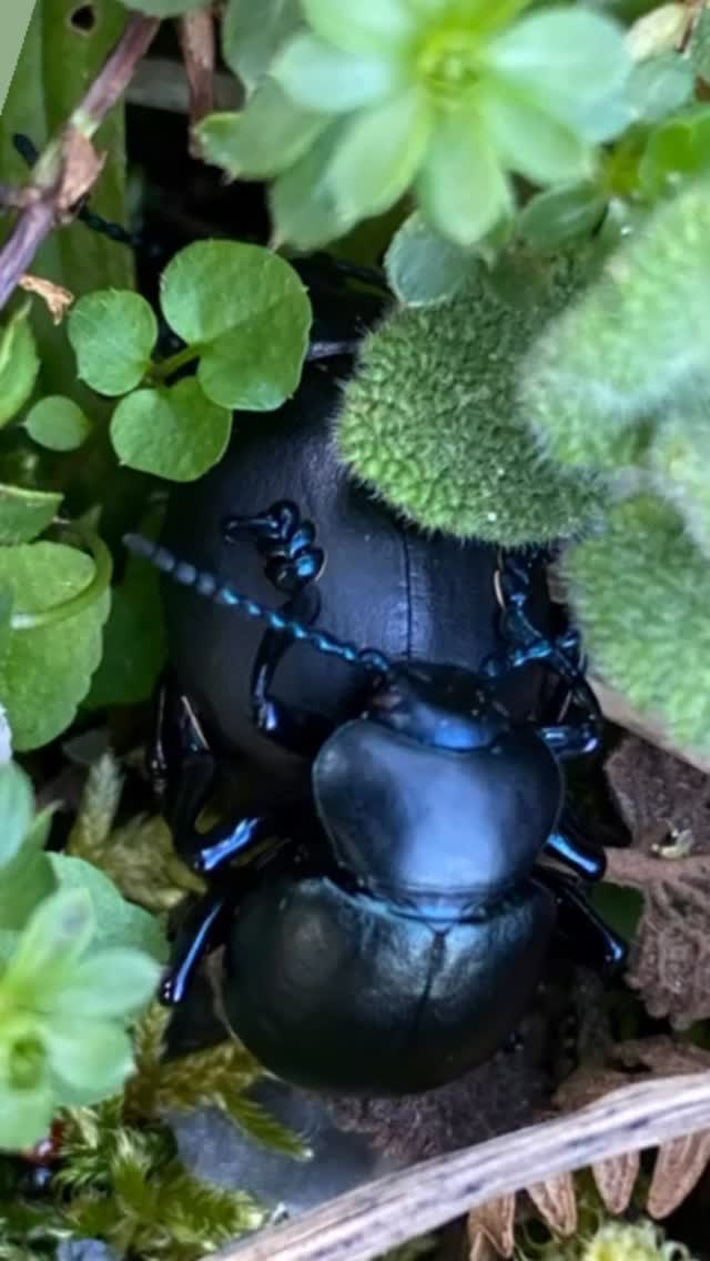 Spring is in the air…. Spotted these two beetles 🪲 on the coast path
#beetles #southwestcoastpath #springtime